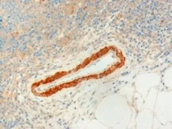 Anti-USP20 antibody, C-term used in IHC (Paraffin sections) (IHC-P). GTX25272