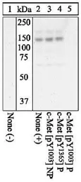 Anti-c-Met (phospho Tyr1003) antibody used in Western Blot (WB). GTX25656