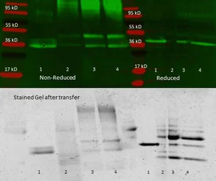 Anti-Aldolase A antibody used in Immunoprecipitation (IP). GTX26190