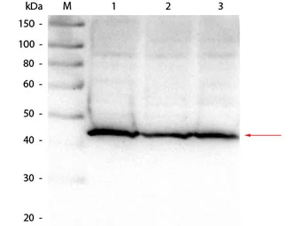 Anti-Aldolase A antibody used in Western Blot (WB). GTX26190