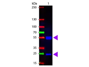 Rabbit Anti-Pig IgG antibody (FITC). GTX26773