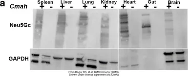 Goat Anti-Chicken IgY antibody (HRP). GTX26877