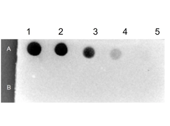 Streptavidin (HRP). GTX27403
