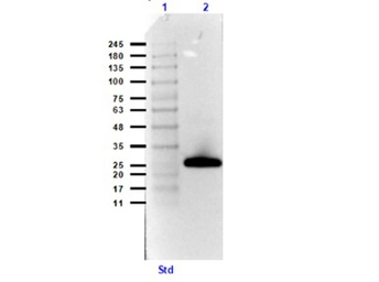 Streptavidin (HRP). GTX27403