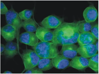 Anti-beta Tubulin 3/ Tuj1 antibody [TU-20] used in Immunocytochemistry/ Immunofluorescence (ICC/IF). GTX27751