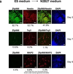 Anti-beta Tubulin 3/ Tuj1 antibody [TU-20] used in Immunocytochemistry/ Immunofluorescence (ICC/IF). GTX27751