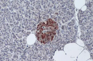 Anti-Insulin antibody used in IHC (Paraffin sections) (IHC-P). GTX27842