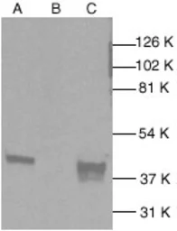 Anti-p38 MAPK antibody used in Western Blot (WB). GTX27952