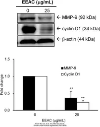 Anti-Cyclin D1 antibody used in Western Blot (WB). GTX27958