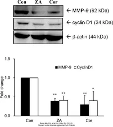 Anti-Cyclin D1 antibody used in Western Blot (WB). GTX27958