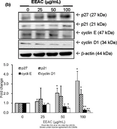 Anti-Cyclin D1 antibody used in Western Blot (WB). GTX27958