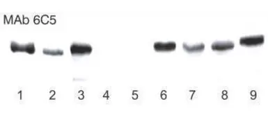 Anti-GAPDH antibody [6C5] used in Western Blot (WB). GTX28245