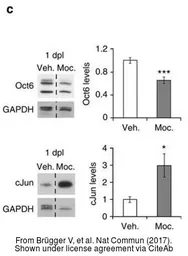 Anti-GAPDH antibody [6C5] used in Western Blot (WB). GTX28245