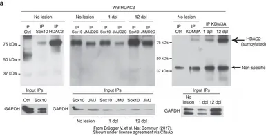 Anti-GAPDH antibody [6C5] used in Western Blot (WB). GTX28245