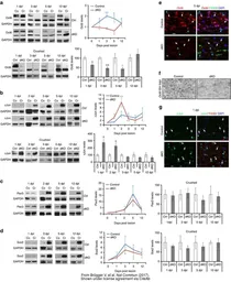 Anti-GAPDH antibody [6C5] used in Western Blot (WB). GTX28245