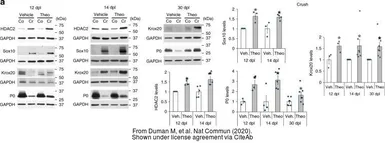 Anti-GAPDH antibody [6C5] used in Western Blot (WB). GTX28245