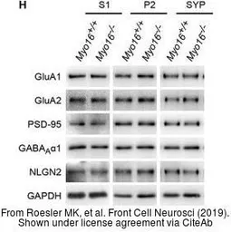 Anti-GAPDH antibody [6C5] used in Western Blot (WB). GTX28245