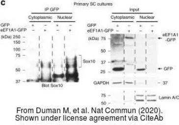 Anti-GAPDH antibody [6C5] used in Western Blot (WB). GTX28245