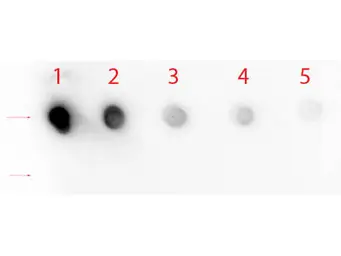 Anti-NOTCH1 antibody used in Dot blot (Dot). GTX28925