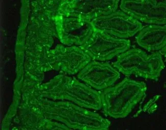 Anti-Somatostatin receptor 2 antibody used in IHC (Paraffin sections) (IHC-P). GTX29550