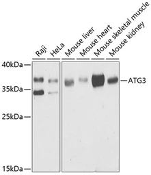 Anti-ATG3 antibody used in Western Blot (WB). GTX30073