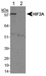 Anti-HIF2 alpha antibody used in Western Blot (WB). GTX30114