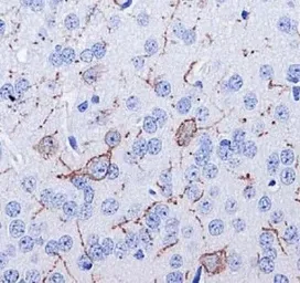 Anti-Neurokinin 1 Receptor antibody used in IHC (Paraffin sections) (IHC-P). GTX30169