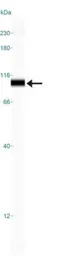 Anti-Mre11 antibody used in Western Blot (WB). GTX30294