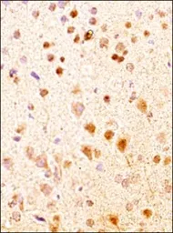 Anti-Neurokinin B antibody used in IHC (Paraffin sections) (IHC-P). GTX30464