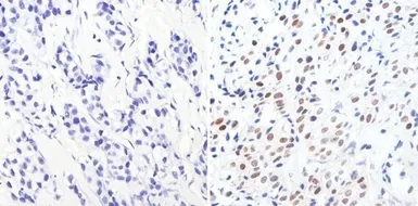 Anti-GATA3 antibody [1A12-1D9] used in IHC (Paraffin sections) (IHC-P). GTX30600