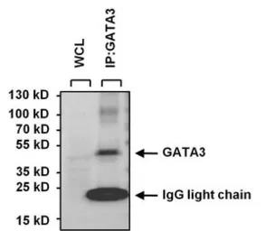 Anti-GATA3 antibody [1A12-1D9] used in Immunoprecipitation (IP). GTX30600