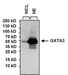 Anti-GATA3 antibody [1A12-1D9] used in Western Blot (WB). GTX30600