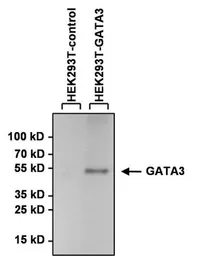 Anti-GATA3 antibody [1A12-1D9] used in Western Blot (WB). GTX30600