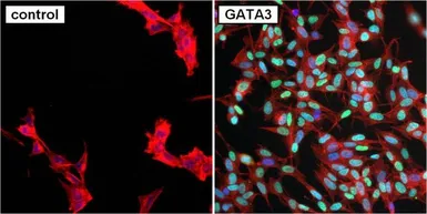 Anti-GATA3 antibody [1A12-1D9] used in Immunocytochemistry/ Immunofluorescence (ICC/IF). GTX30600