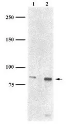 Anti-FXR2 antibody [1G2] used in Western Blot (WB). GTX30602