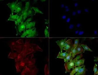 Anti-FXR2 antibody [1G2] used in Immunocytochemistry/ Immunofluorescence (ICC/IF). GTX30602