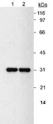 Anti-NQO1 antibody [A180] used in Western Blot (WB). GTX30626