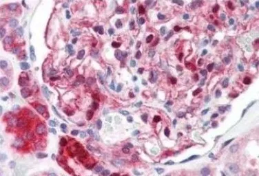 Anti-NQO1 antibody [A180] used in IHC (Paraffin sections) (IHC-P). GTX30626