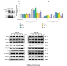 Anti-NQO1 antibody [A180] used in Western Blot (WB). GTX30626