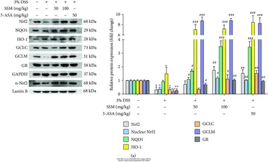 Anti-NQO1 antibody [A180] used in Western Blot (WB). GTX30626