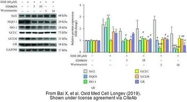 Anti-NQO1 antibody [A180] used in Western Blot (WB). GTX30626