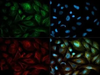 Anti-NQO1 antibody [A180] used in Immunocytochemistry/ Immunofluorescence (ICC/IF). GTX30626