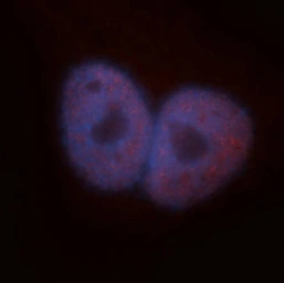 Anti-TDP43 antibody used in Immunocytochemistry/ Immunofluorescence (ICC/IF). GTX30809