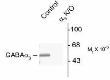 Anti-GABA A Receptor alpha 3 antibody used in Western Blot (WB). GTX31001