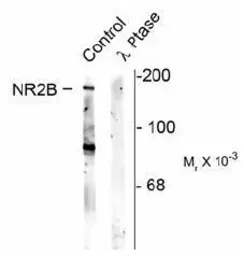 Anti-NMDAR2B (phospho Ser1480) antibody used in Western Blot (WB). GTX31083