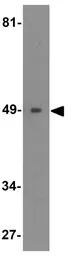 Anti-IRF4 / MUM1 antibody used in Western Blot (WB). GTX31438