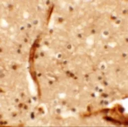 Anti-KCNK13 antibody used in IHC (Paraffin sections) (IHC-P). GTX31448