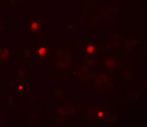 Anti-KCNK13 antibody used in IHC (Paraffin sections) (IHC-P). GTX31448