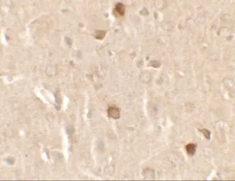 Anti-CNRIP1 antibody used in IHC (Paraffin sections) (IHC-P). GTX31534