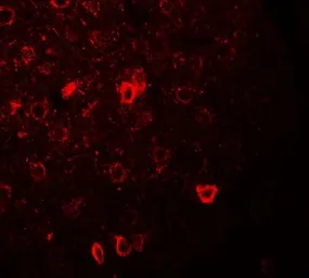 Anti-CNRIP1 antibody used in IHC (Paraffin sections) (IHC-P). GTX31534